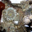 Sea anemones at the Headlands