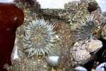 Sea anemones at the Headlands