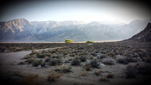 Alabama Hills tree