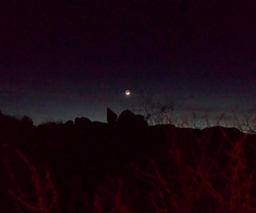 Joshua Tree Moon