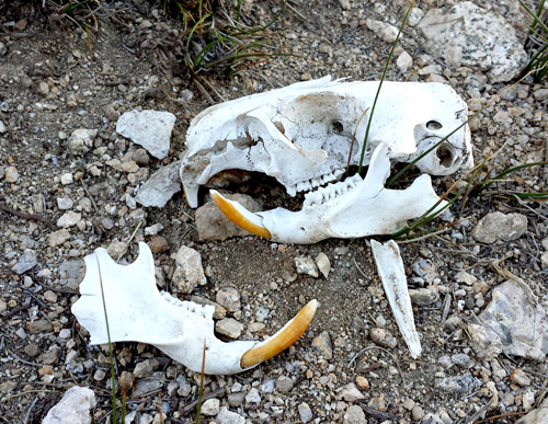 Marmot Skull