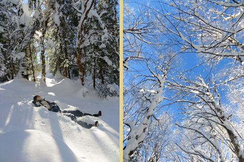 snow-covered-trees