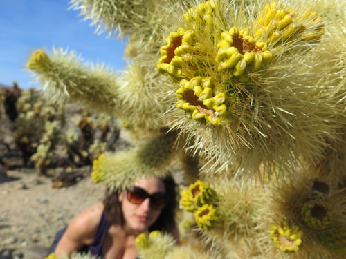 joshua-tree-cholla-cactus-garden