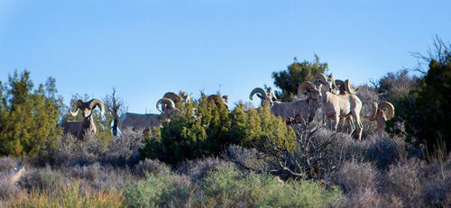 bighorn-sheep