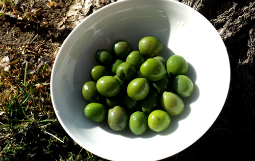castelvetrano-olives