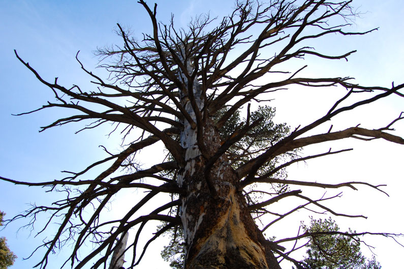 san-jacinto-old-tree