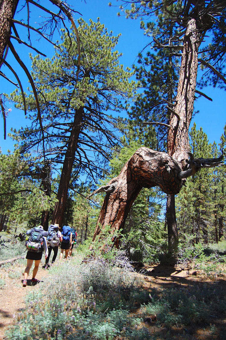 mt-pinos-backpacking